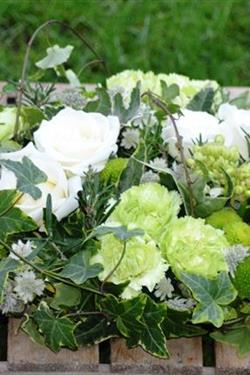 Lime &amp; Ivory