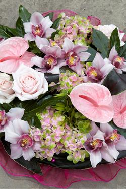 Pink Orchid 
